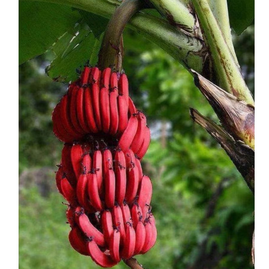 Bibit Pohon Pisang Merah