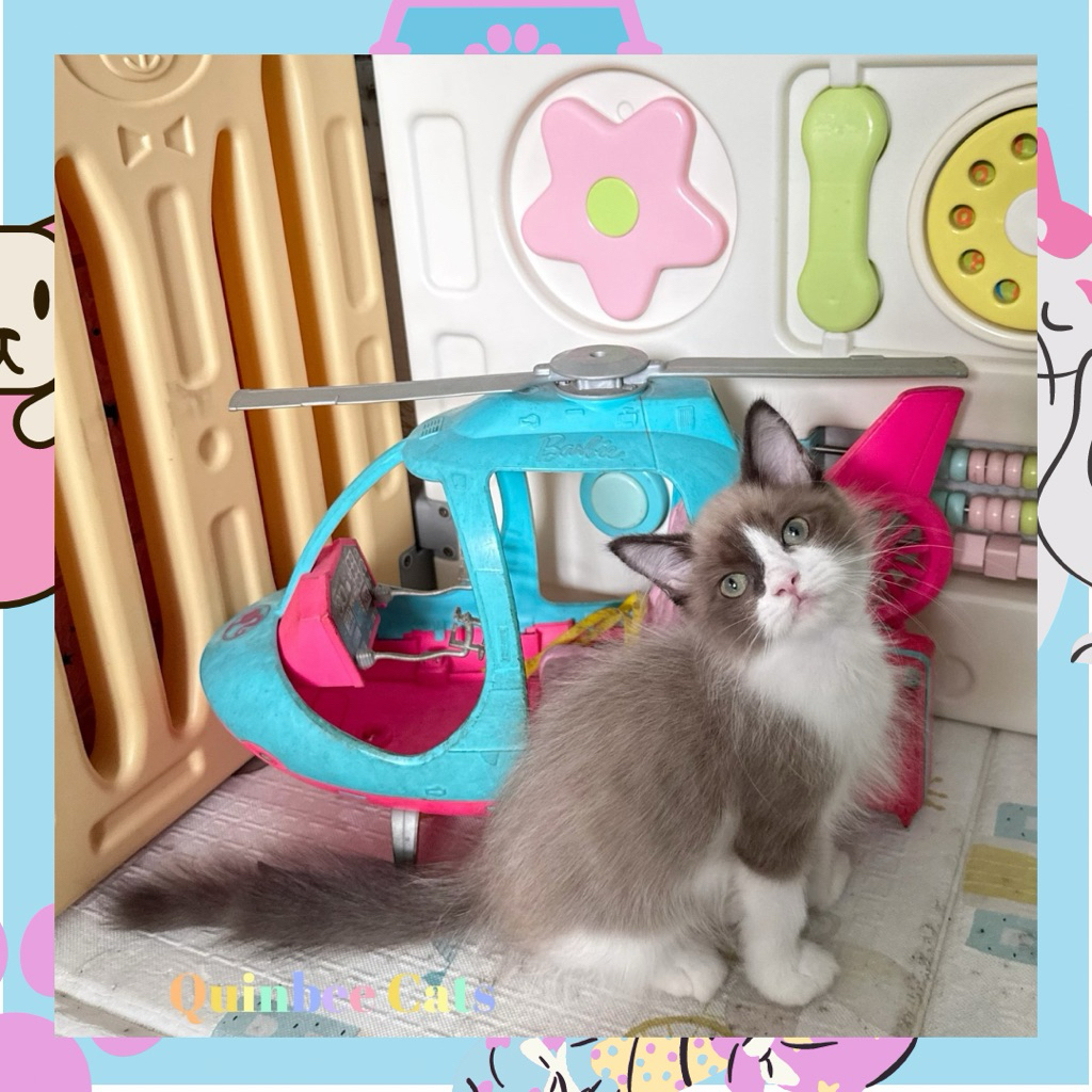 kucing Ragdoll Seal BiColor Mink Jantan