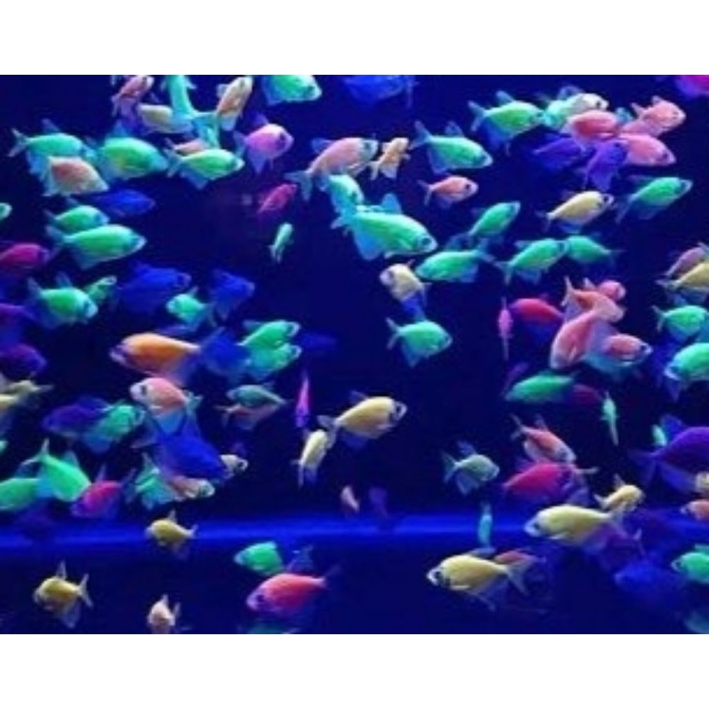 ikan hias air tawar aquarium GLOFISH ISI 10 EKOR