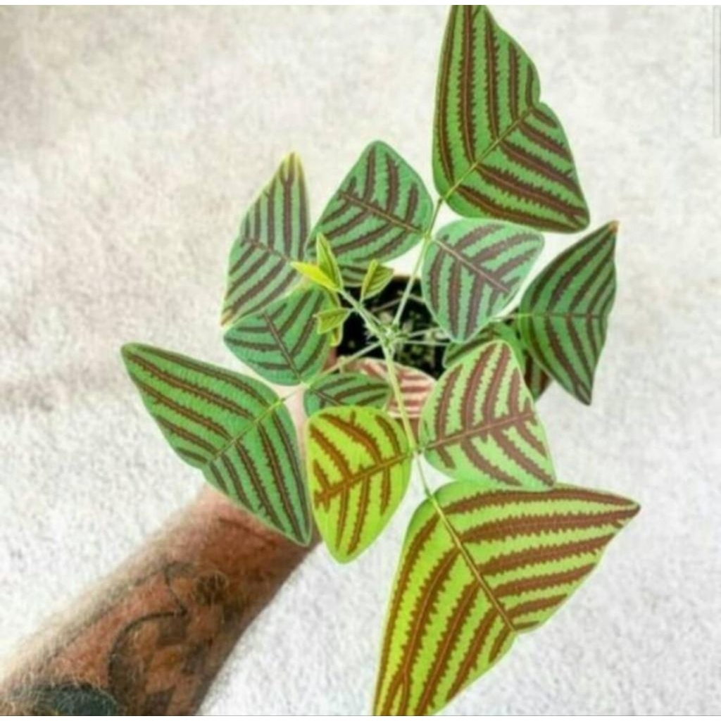 tanaman hias oxalis green bunga hidup  kupu kupu  batik