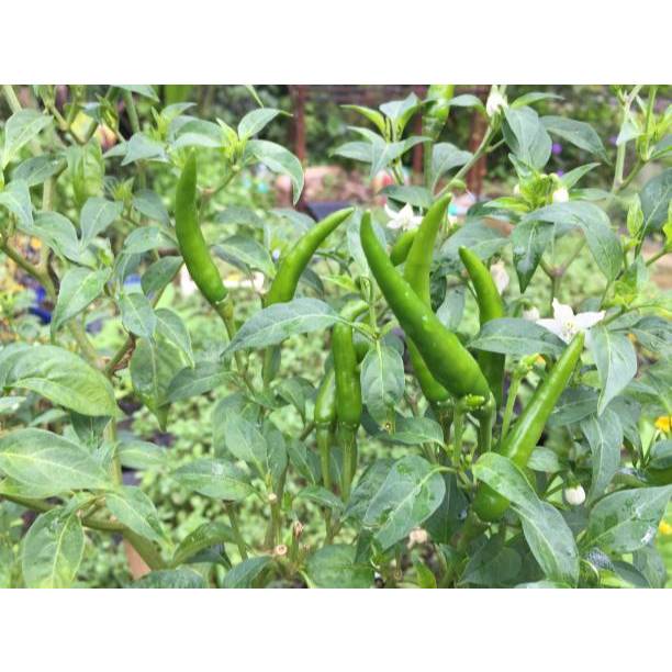 Biji Bibit Benih Bibit Cabe Rawit Hijau Unggul