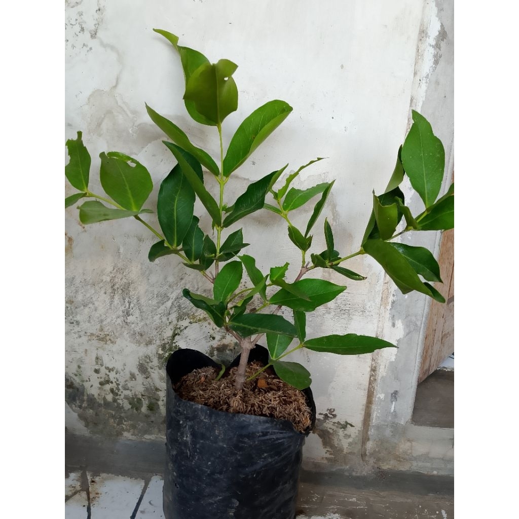 Bibit Jambu Air Kiojok Jambu Hijau