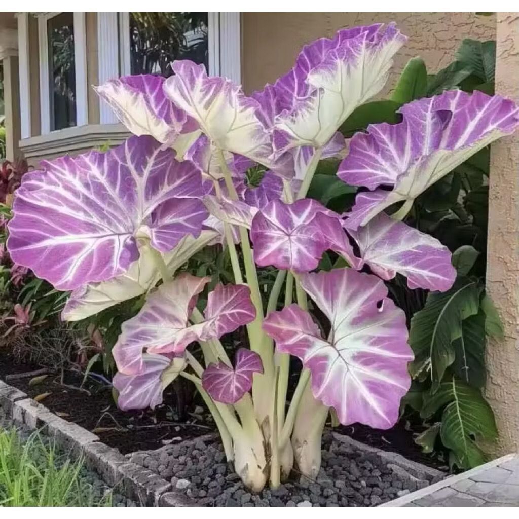 PROMO Umbi Alocasia Unggu Cantik Benih Bibit Alocasia