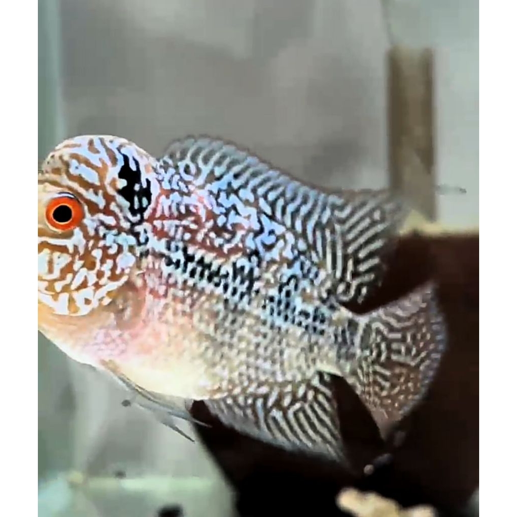 LOUHAN SIZE 2 JARI CILNONG