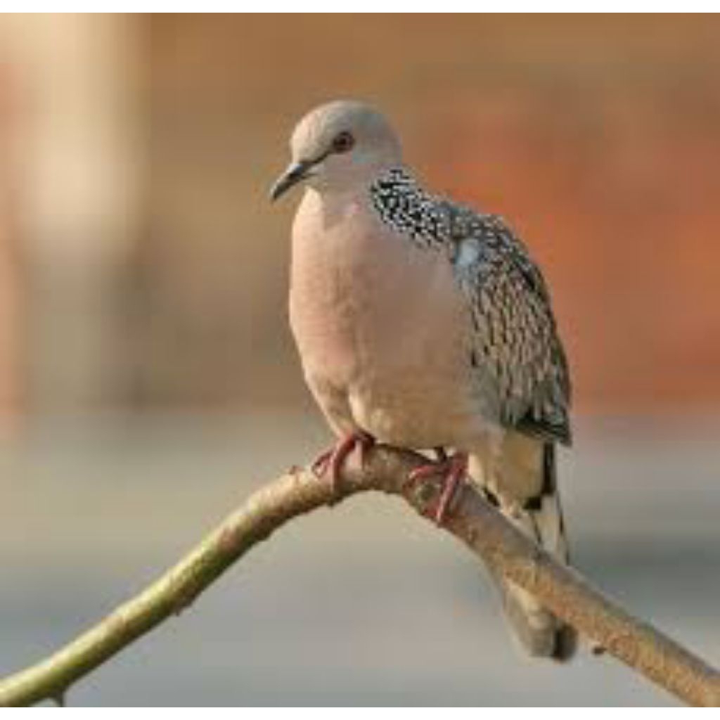 telur fertil burung perkutut siap tetas