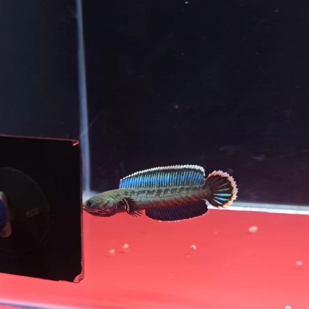 Channa Andrao 5-6-7 Sortiran Keras Kualitas Gondrong Parah  (Bahan Kontes)