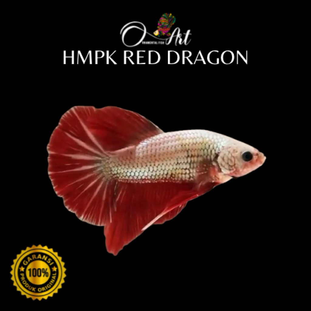 Fish Art • Obat Hijau Aqua Green 60ml dan Hiasan Aquarium HMPK Red Dragon Jantan Size S-M Random