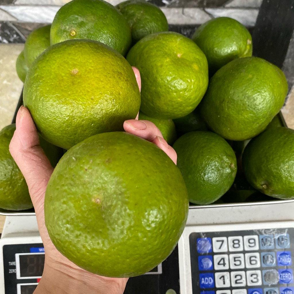 Jeruk Keprok Batu 55 | Jeruk Keprok Fresh Petik Kebun Petani | Buah Jeruk Keprok Punten