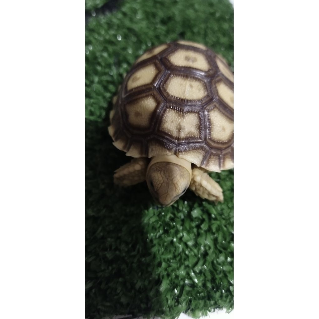 sulcata 5cm