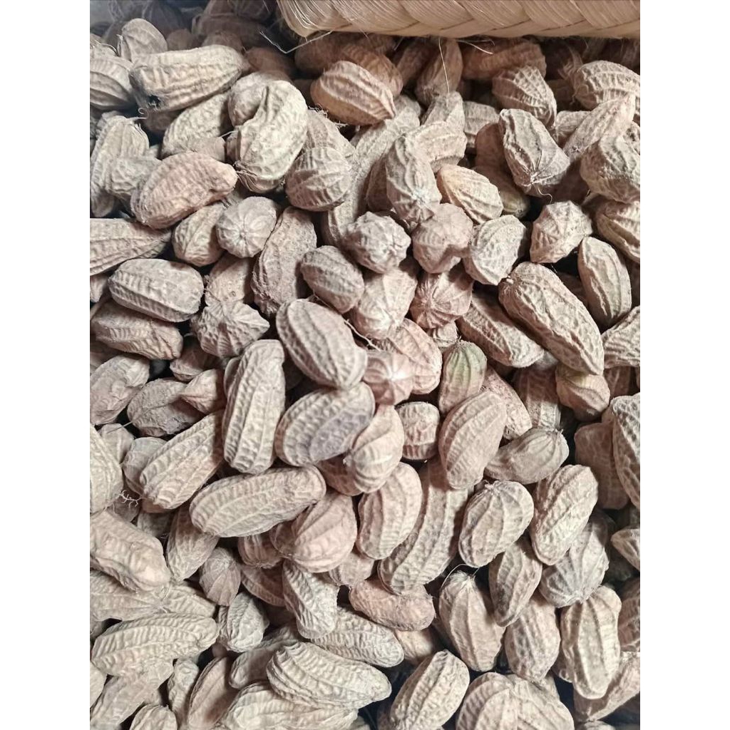 kacang tanah mentah , kacang mentah 1kg
