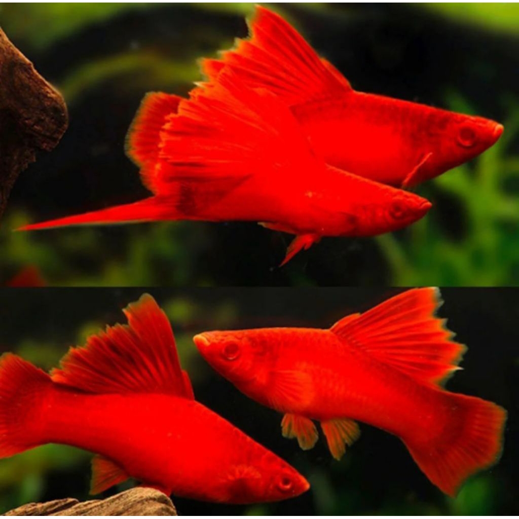 hiasan Aquarium platy blodred/platy merah