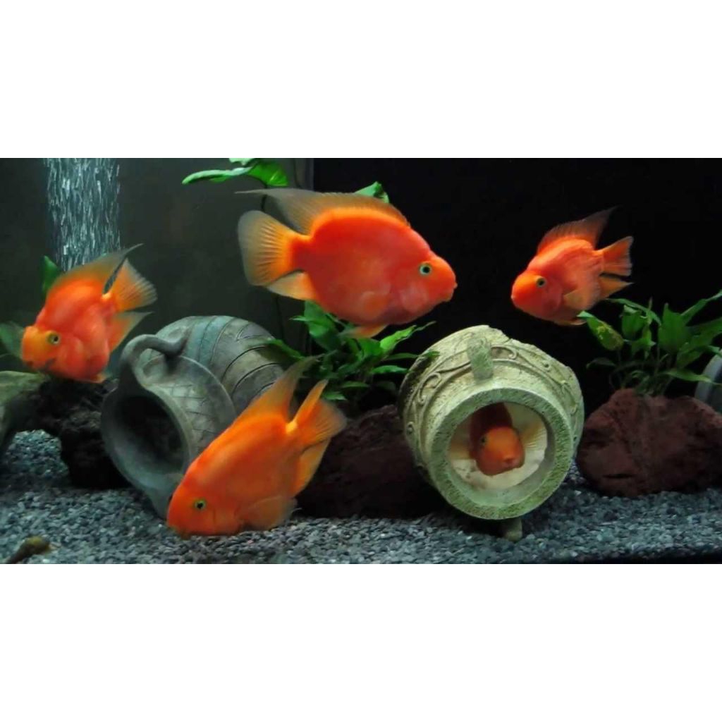 red parrot/blood parrot cichlid