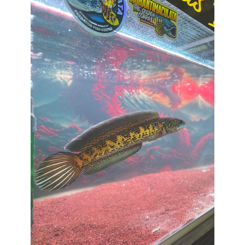 channa mystery box jackpot auranti