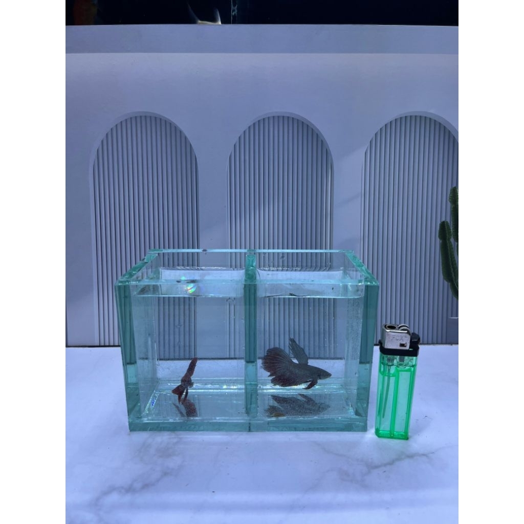 Akuarium GRATIS PACKING FOAM uk 16x8x10 | soliter cupang | akuarium kaca | akuarium mini | soliter k