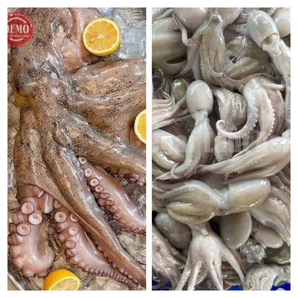 Gurita 1Kg Gurita Segar Gurita Octopus Baby Octopus Bayi Gurita Seafood Ikan Laut Ikan Segar 1Kg
