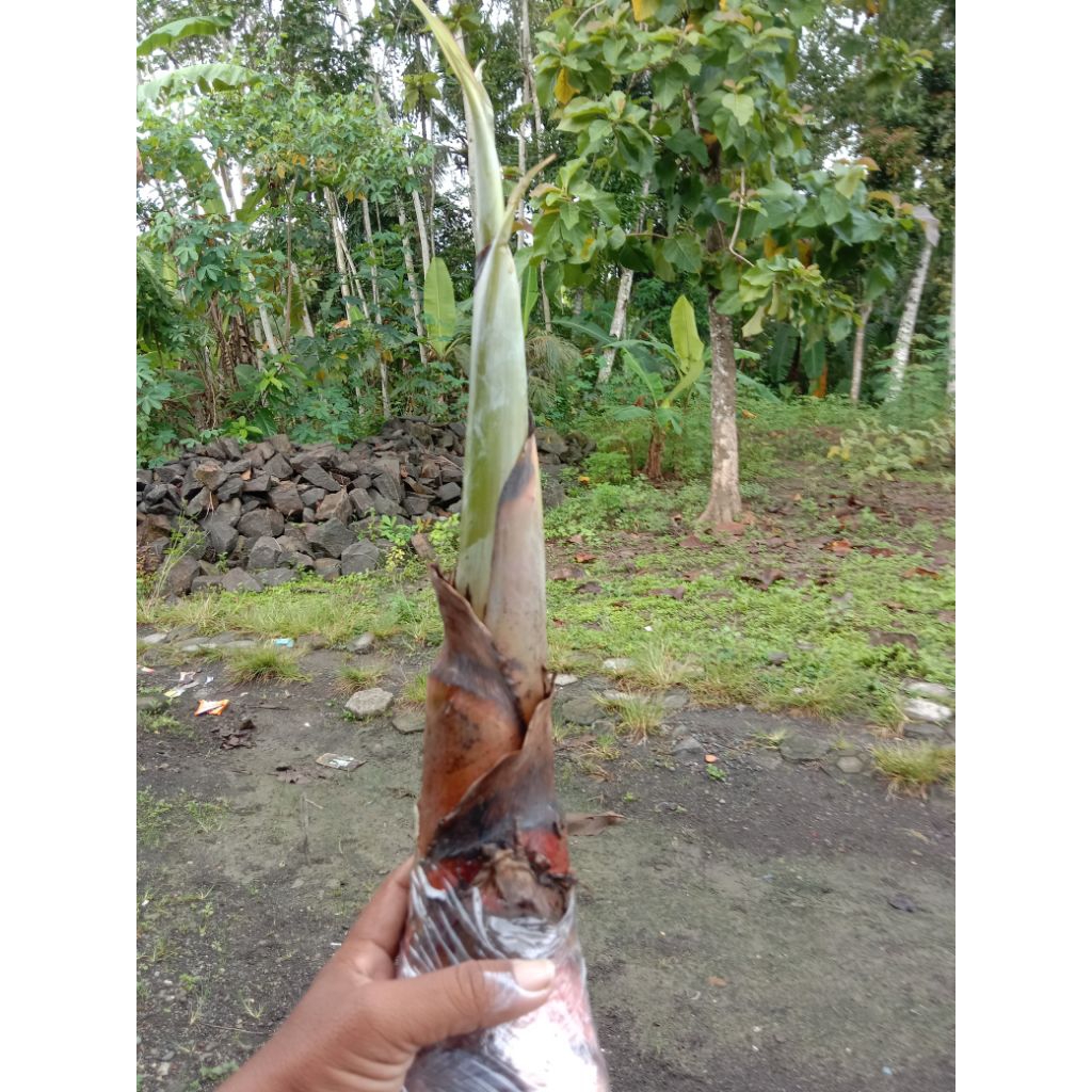 Bibit pohon pisang raja ijo