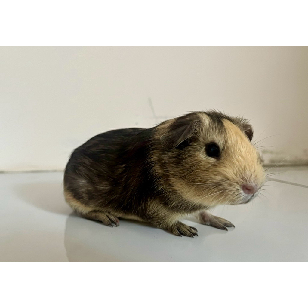 marmut hias guinea pig american