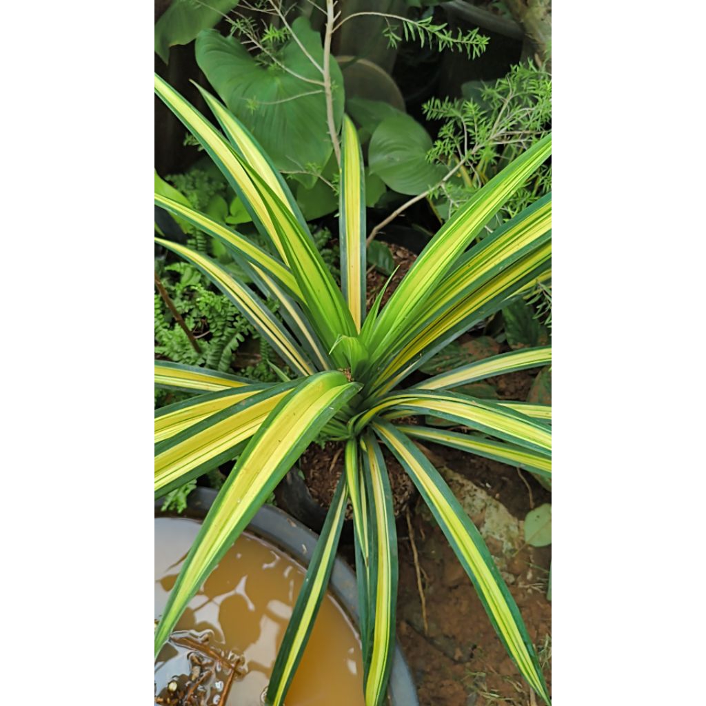 Tanaman hias pandan variegata