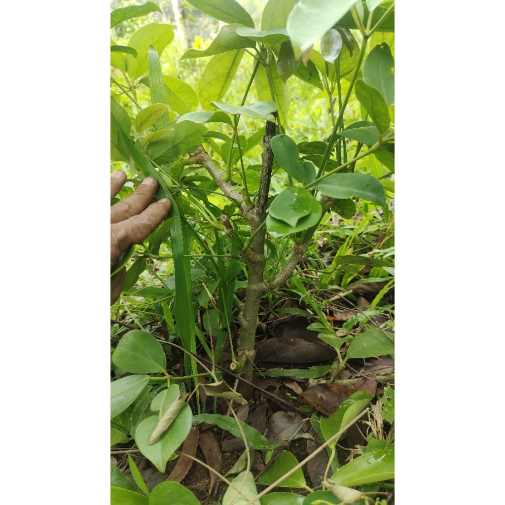 bibit tanaman Tlogosari realpic sesuai gambar