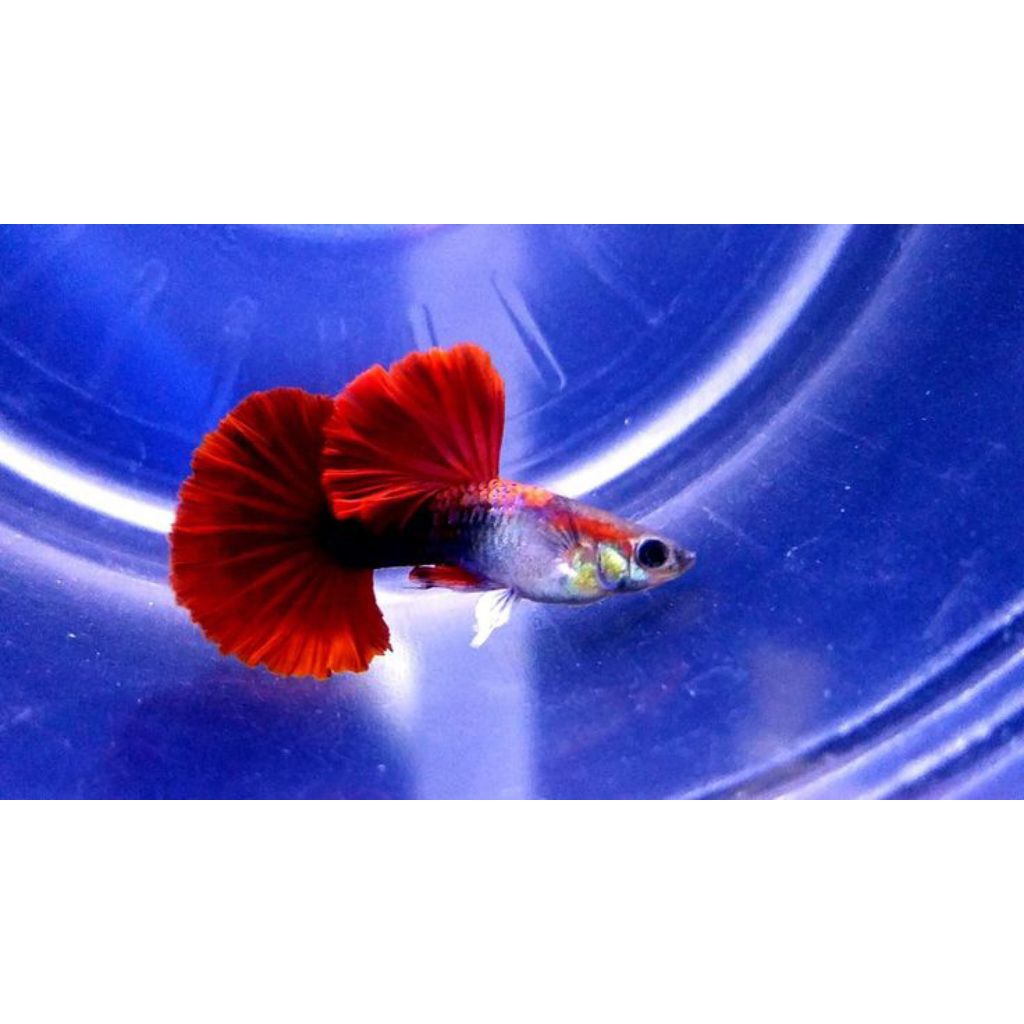 pembersih aquarium paket 5 pasang hb red rosetail