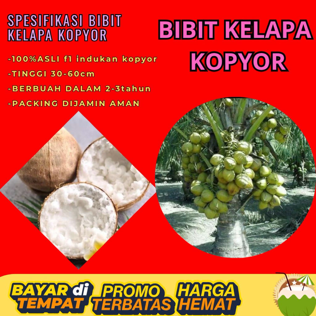 POHON PENDEK !! Bibit Kelapa Kopyor Harga, Bibit Kelapa Kopyor Jelly, Bibit Kelapa Kopyor Jelly Thai