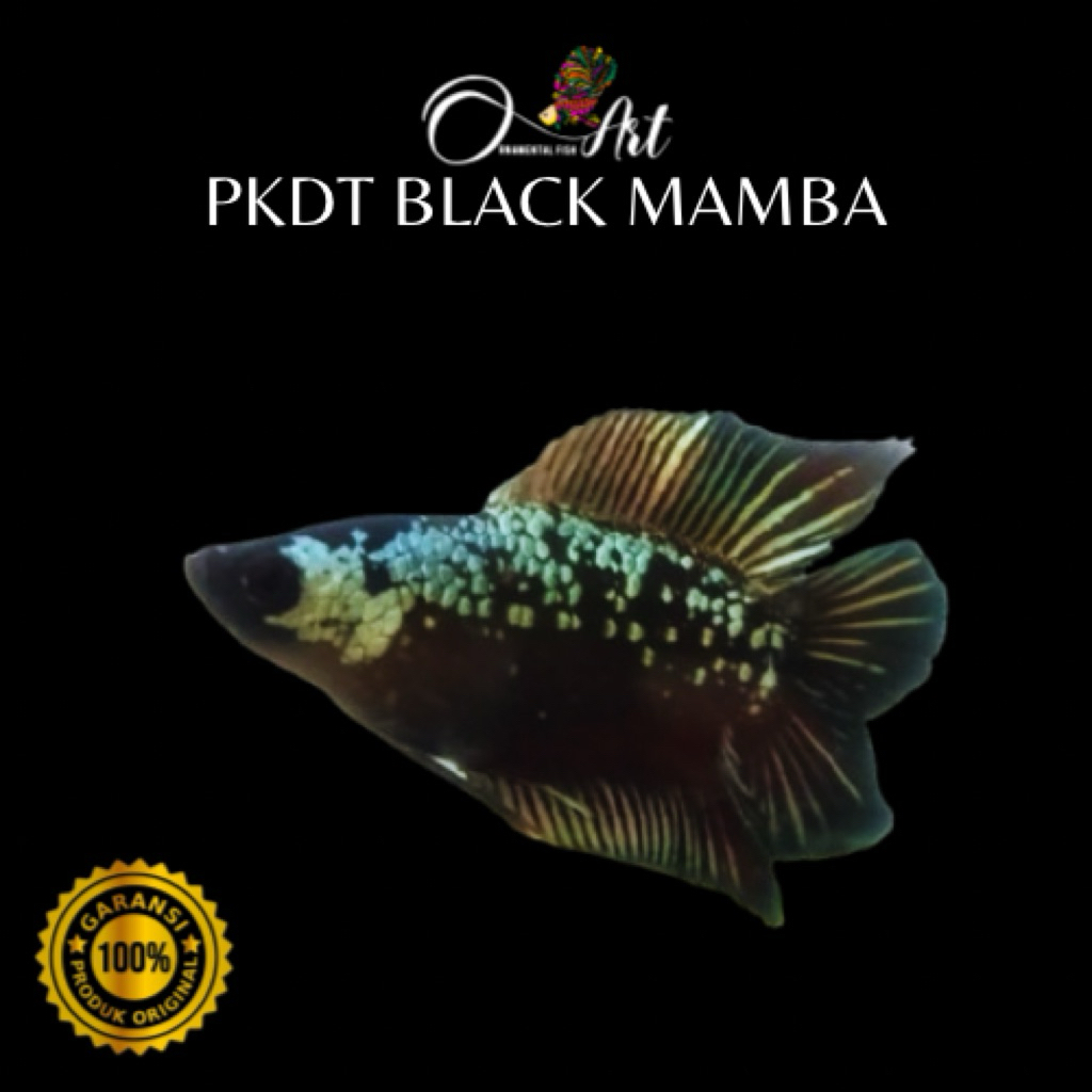 Fish Art • Obat Hijau Aqua Green 60ml dan Hiasan Aquarium PKDT Black Mamba Jantan Size S-M Random