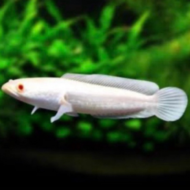 Ikan Gabus Albino sehat berkwalitas / Ikan hias unik