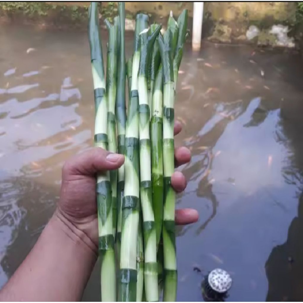 bambu hoki/tanaman kole hoki 30 cm