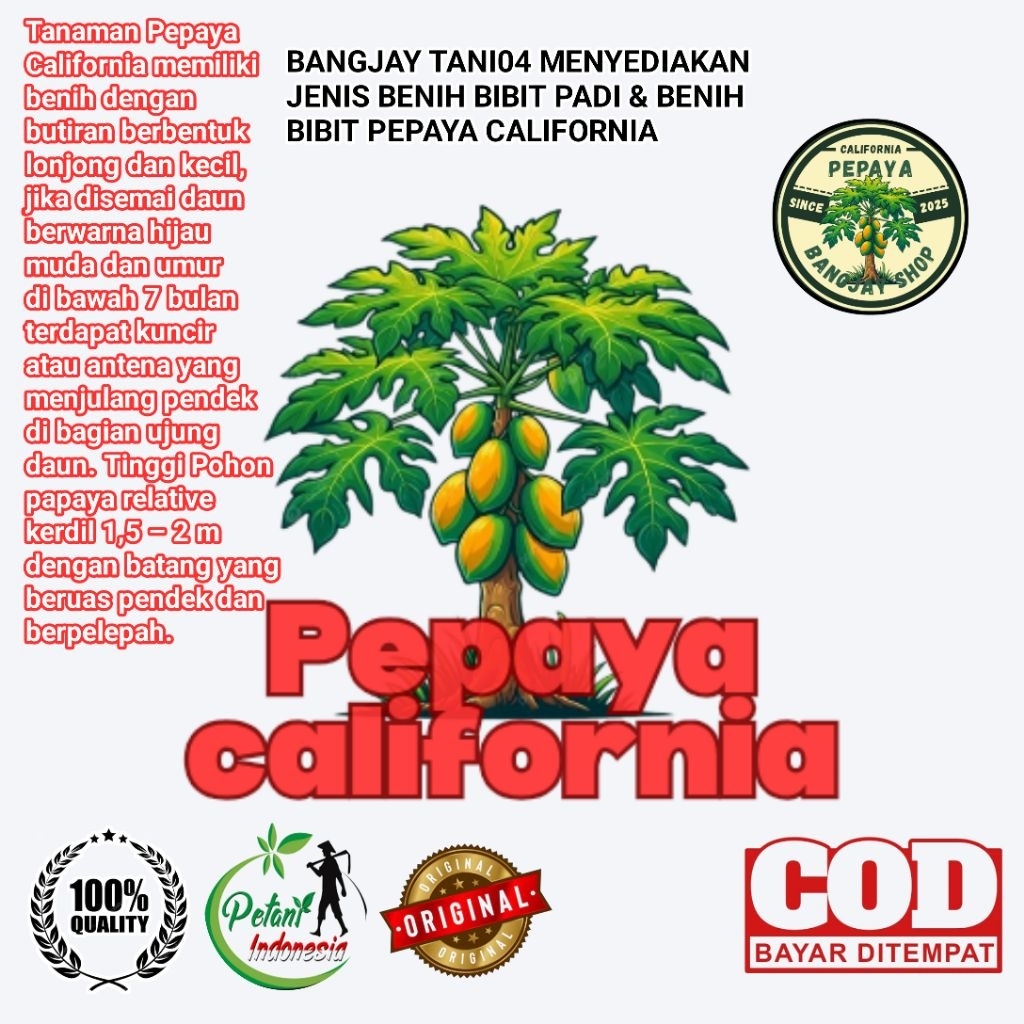 Benih biji PEPAYA CALIFORNIA F1 ORIGINAL