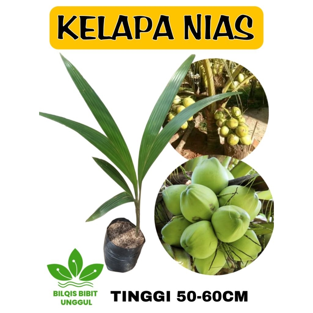 BIBIT KELAPA NIAS GENJAH SUPER