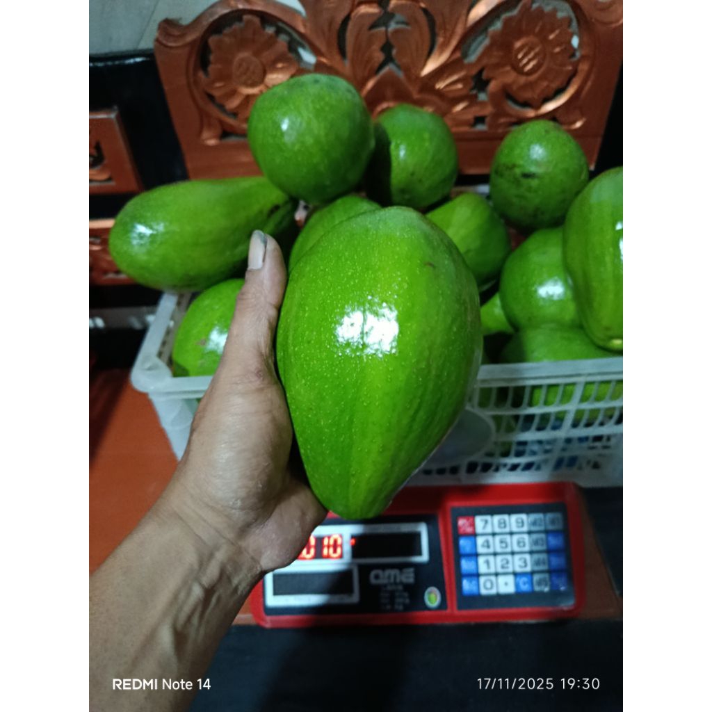 Alpukat Aligator 1kg isi 2/3 Harga per 1Kg