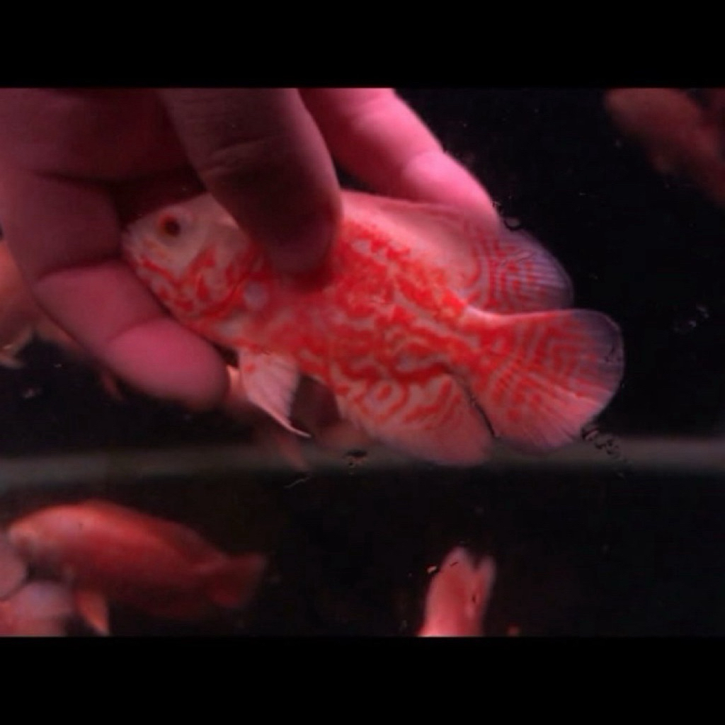 Oscar Tiger Albino Good marking import Thailand 11-12cm up ++