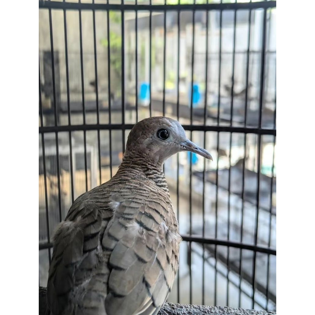 Burung Perkutut Bangkok