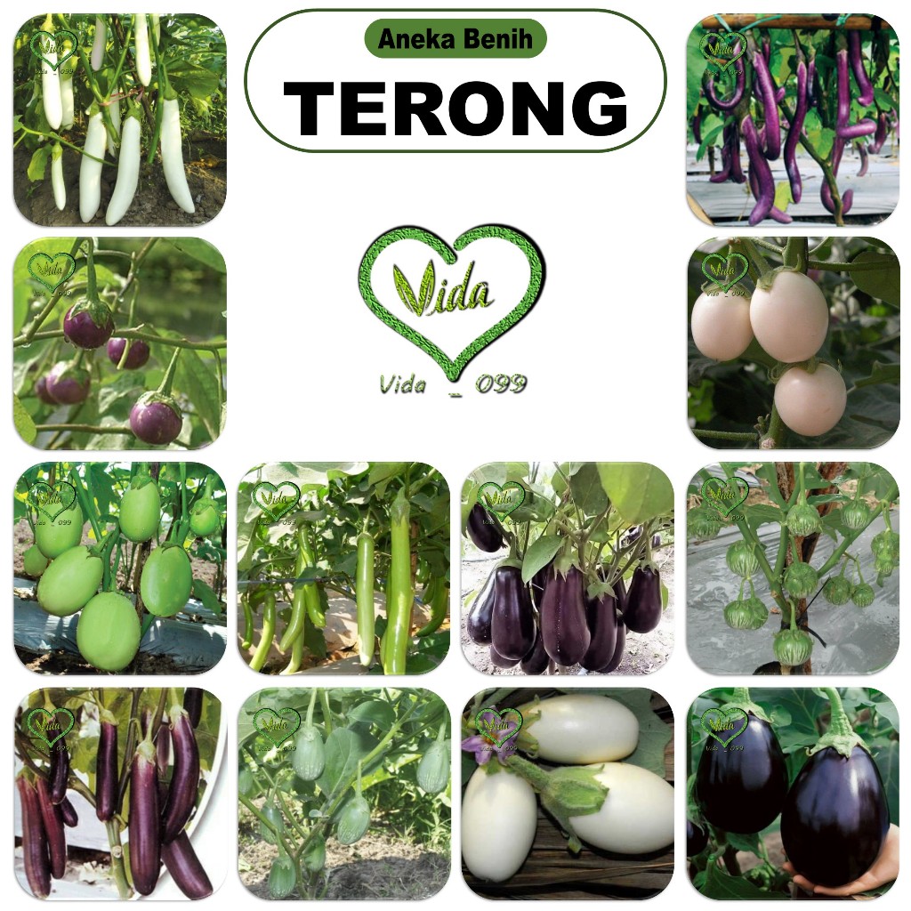 VARIAN - Biji Benih Terong Hijau Ungu Unggul Berkualitas - Benih Varian Sayuran Terong