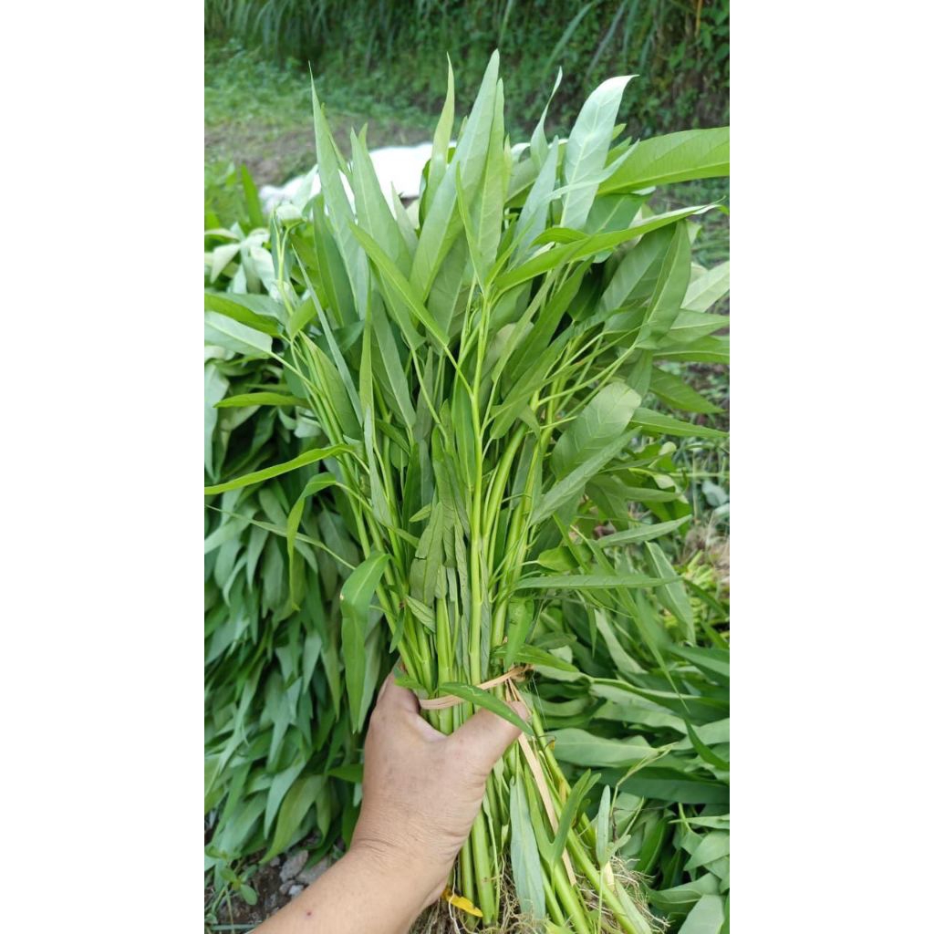 kangkung 1kg