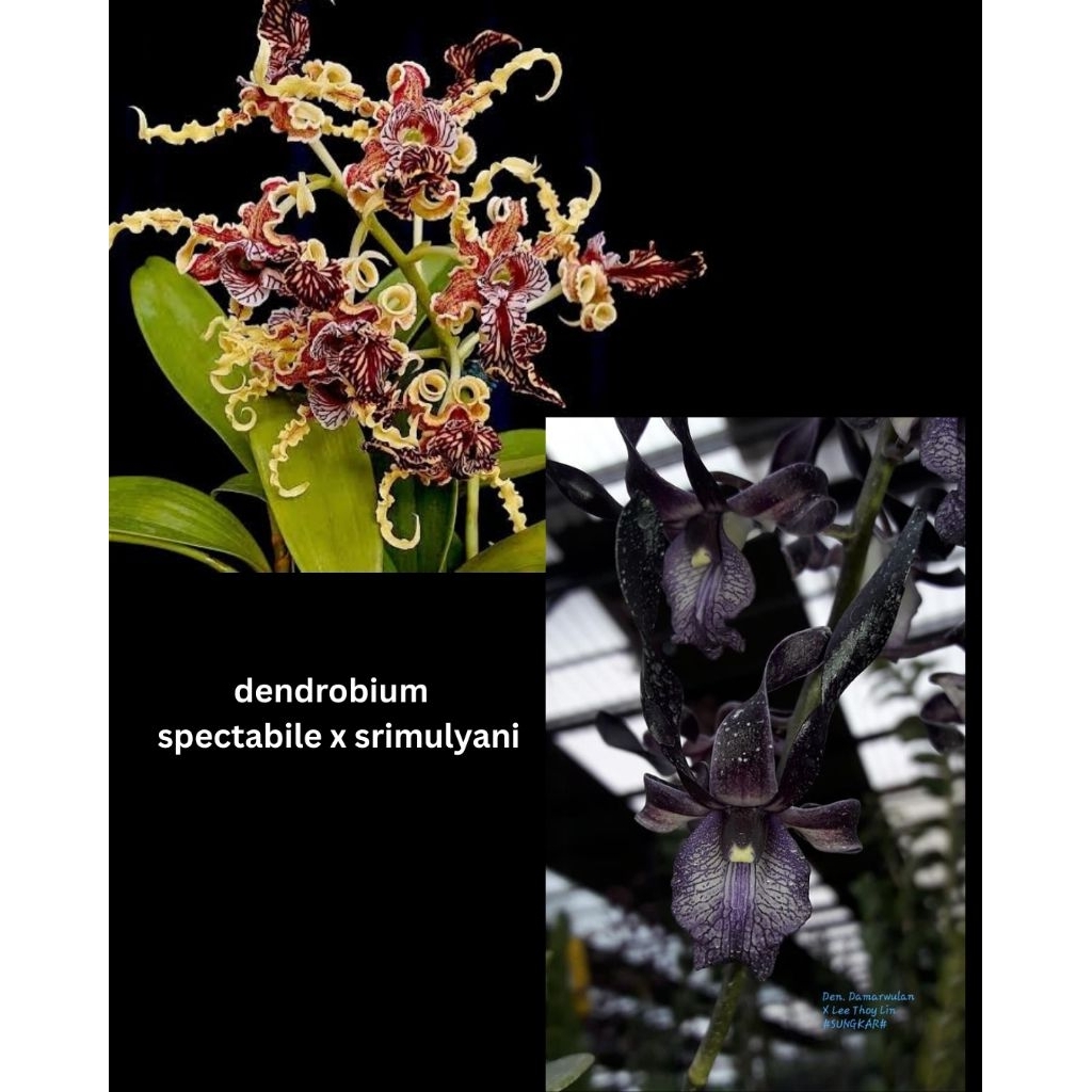 dendrobium spectabile x Srimulyani