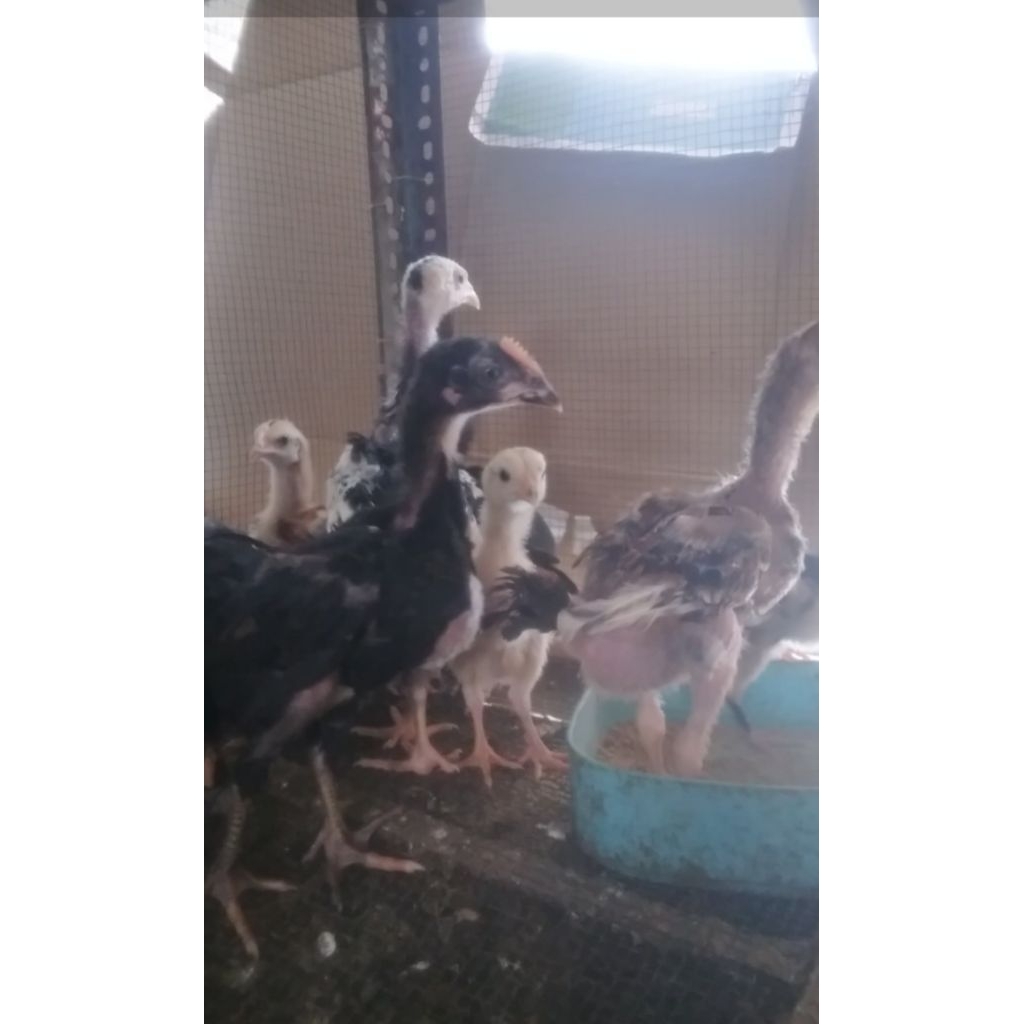 anak ayam bangkok umur 1 bulan