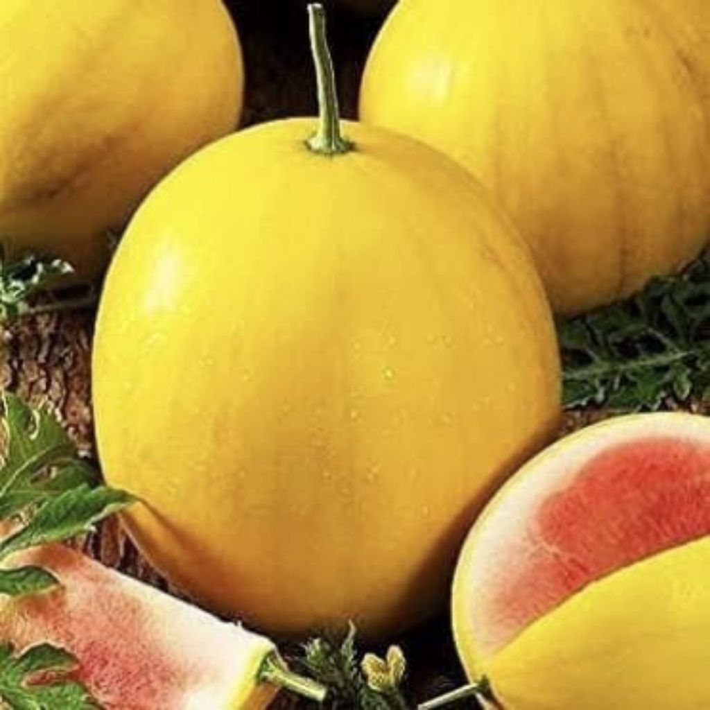 Marvin Seeds [ Benih Semangka Berkulit Kuning Daging Merah | Golden Red-10 Butir ]