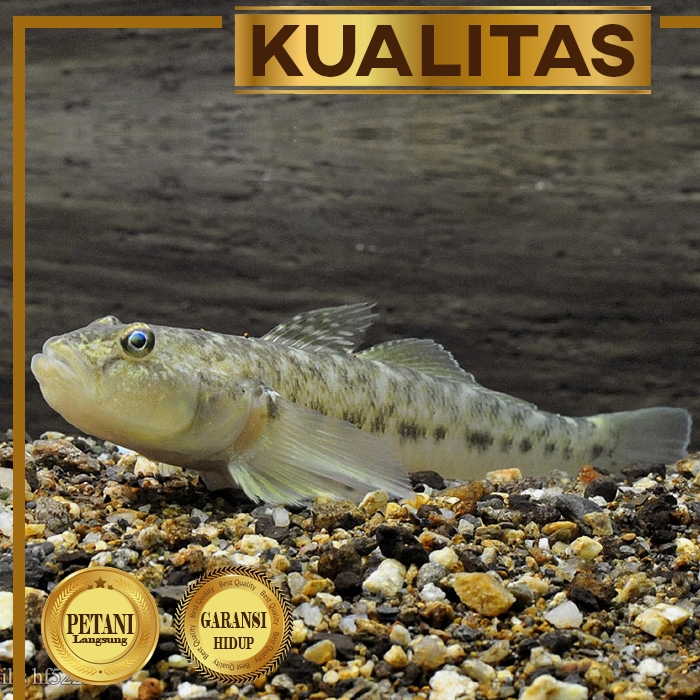 Goby Sulawesi Ikan Hias Aquascape Hiasan Aquarium Tanaman Air Tawar