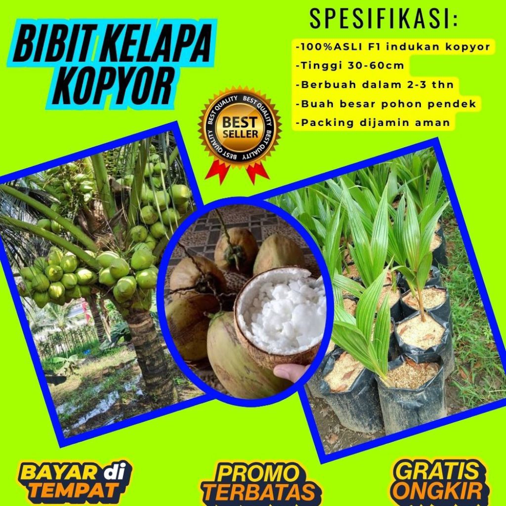 PROMO  Bibit Kelapa Kopyor, Bibit Kelapa Kopyor Asli, Bibit Kelapa Kopyor Bersertifikat