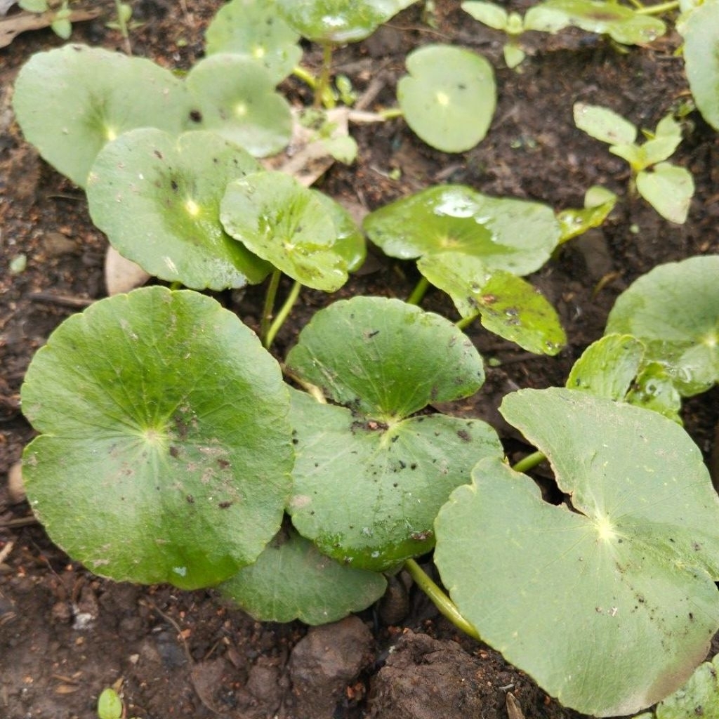 Antanan pegangan segar