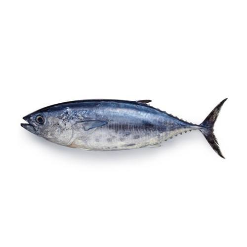 Ikan Tongkol 1Kg Ikan Tongkol Segar Ikan Tongkol Baby Tuna Baby Tuna Segar