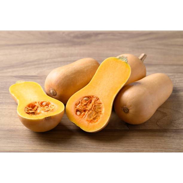 MURAH - BIBIT LABU MADU