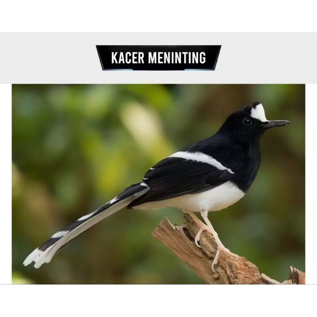 Kacer BALI pilihan jantan