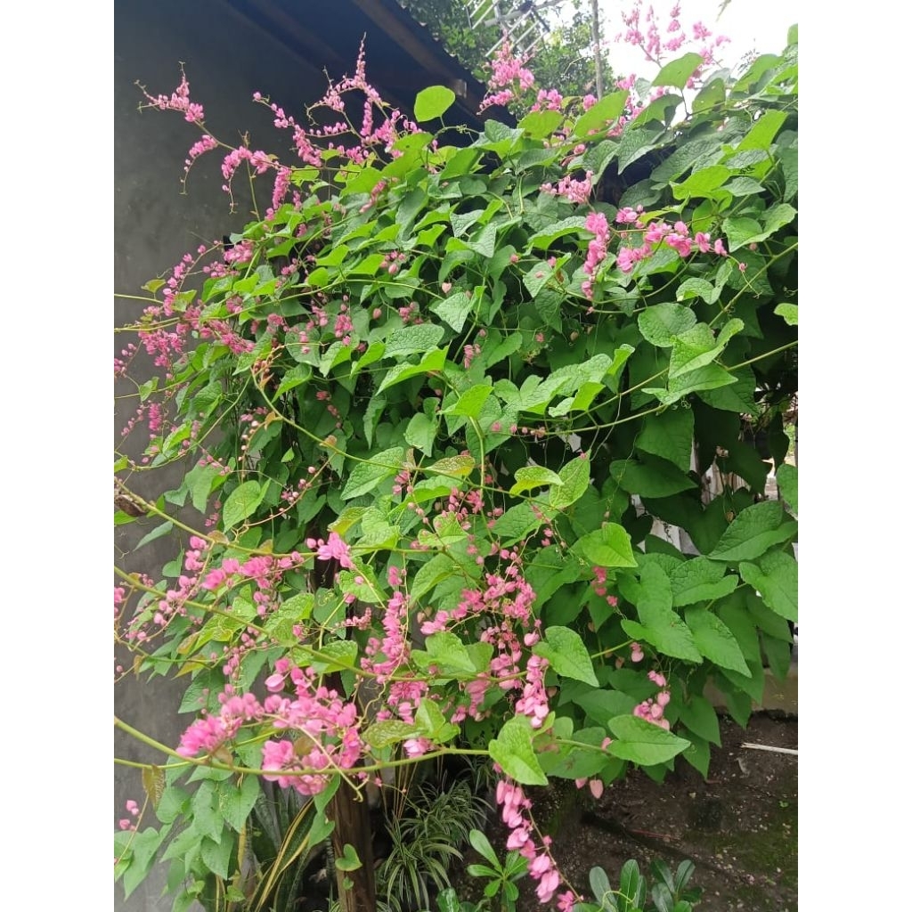 benih tanaman rambat air mata pengantin