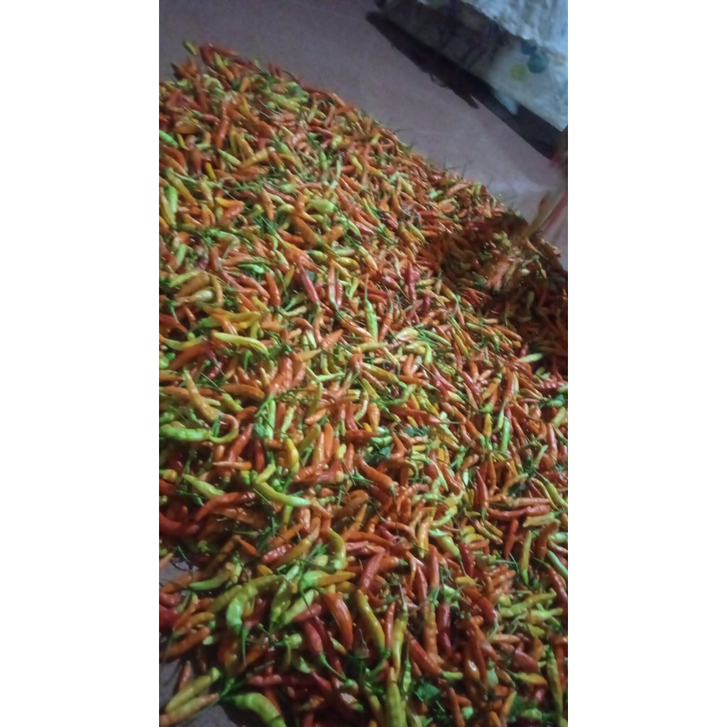 Cabe Rawit merah ( Rawit Merah) cabe setan