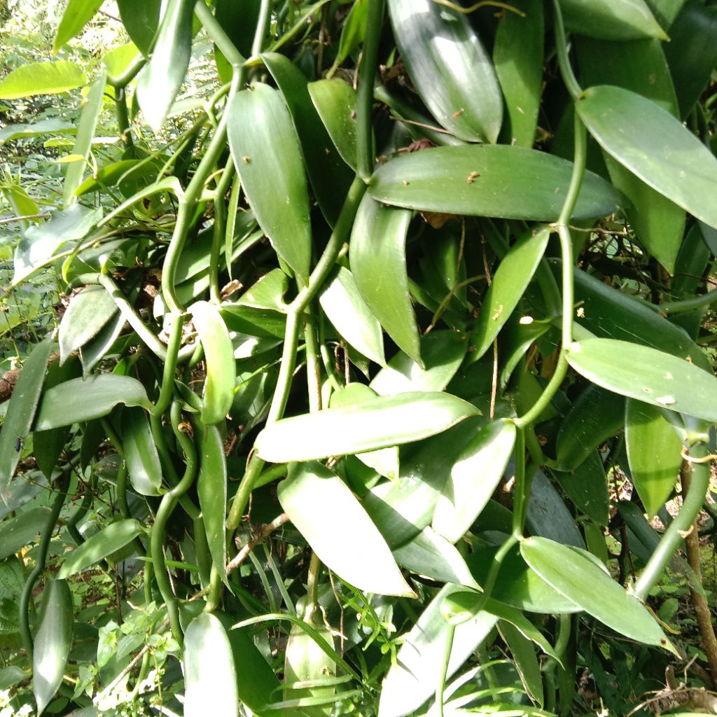 bibit vanili planifolia batang stek berfareasi