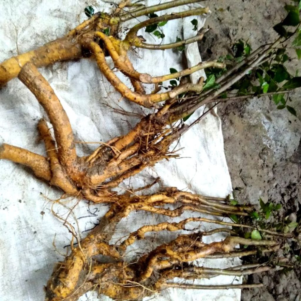 bahan dongkelan serut besar fresh