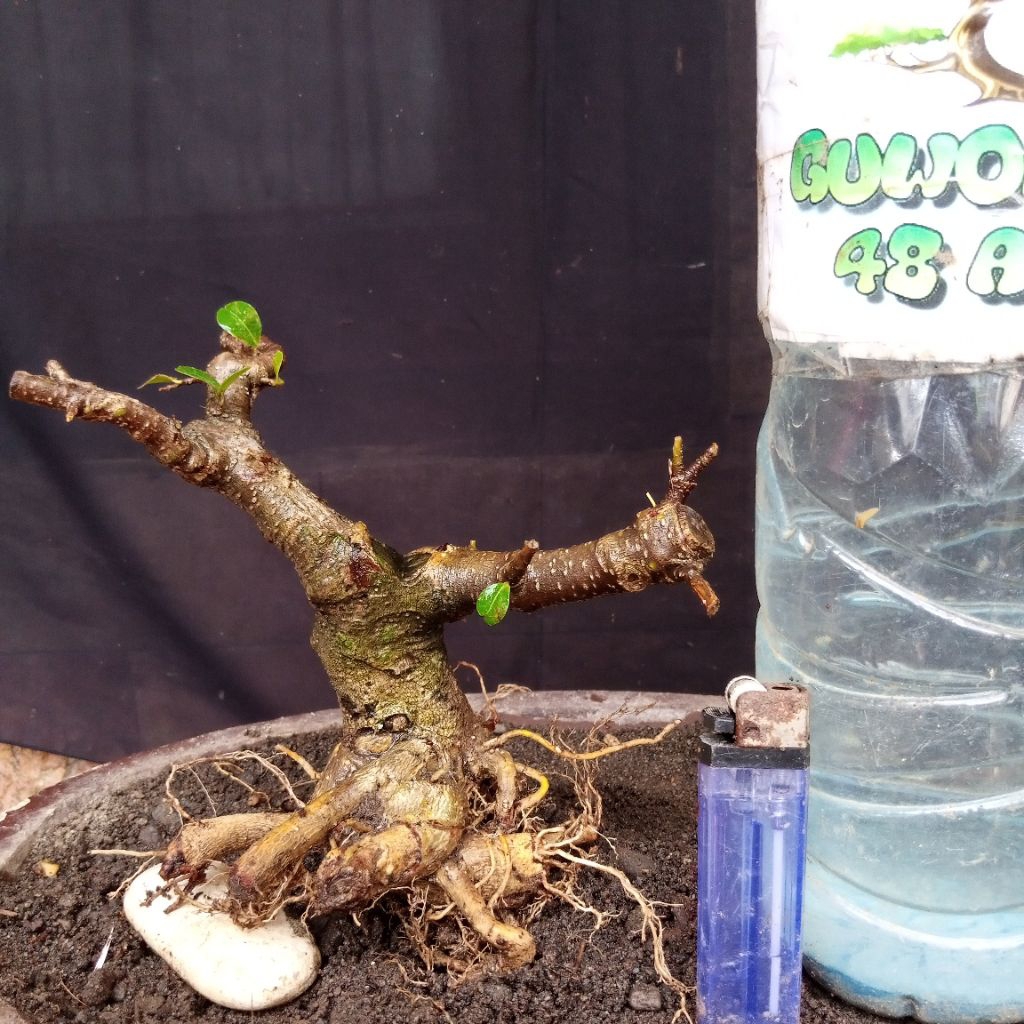 Bahan Bonsai Sianci Programan Formal Bogel Mame Small Size Real Pict