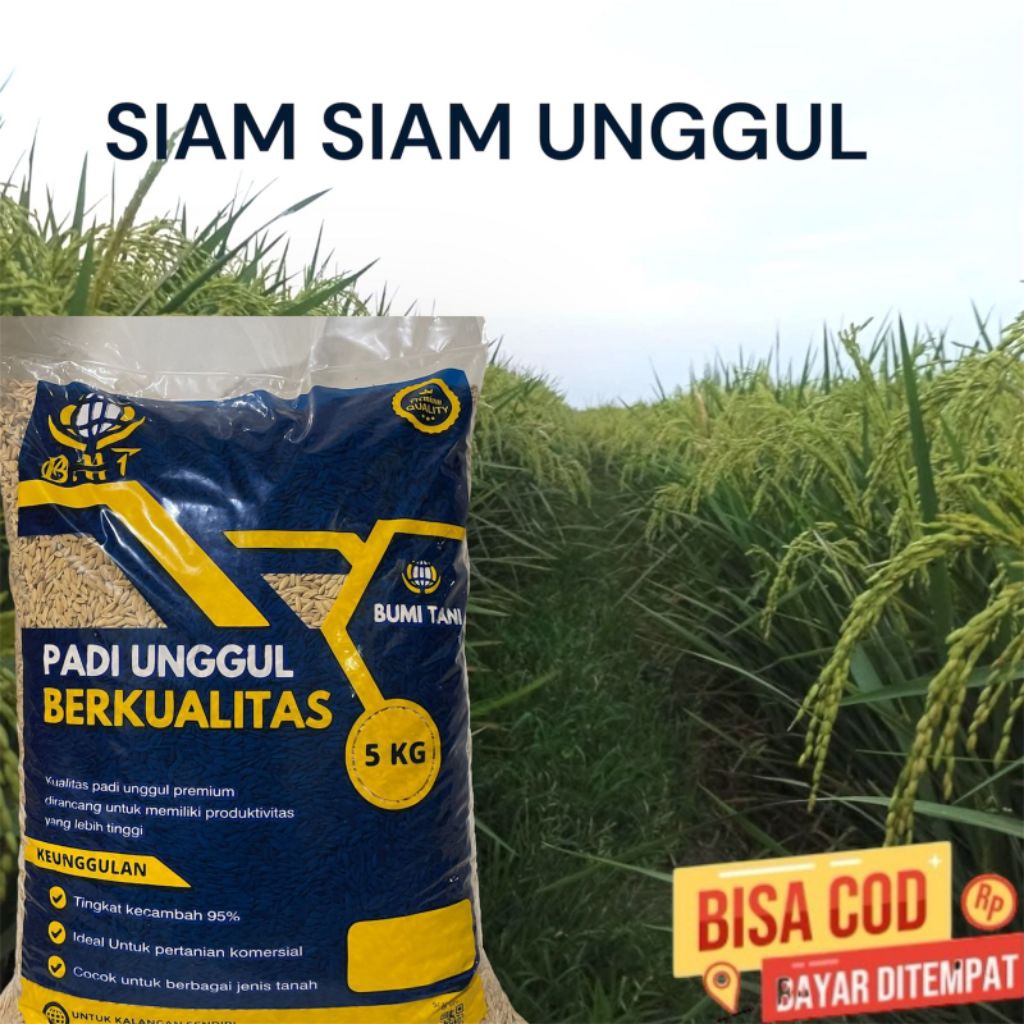 padi unggul Siam Siam kemasan 5kg